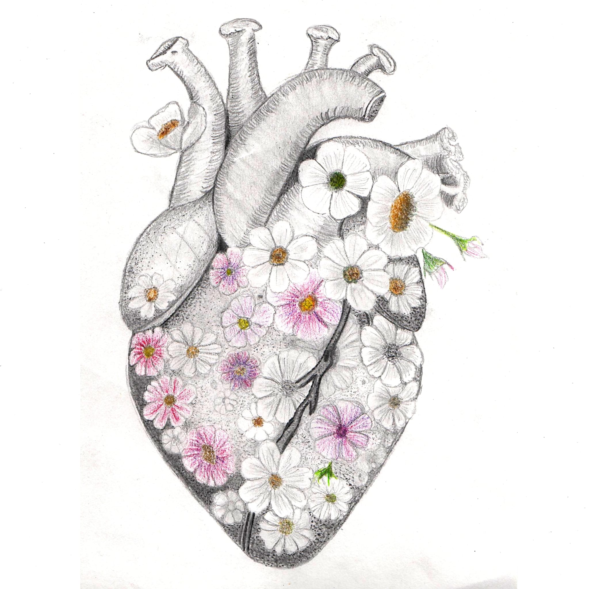 Illustrated anatomical pencil drawing of a heart adorned with coloured flowers